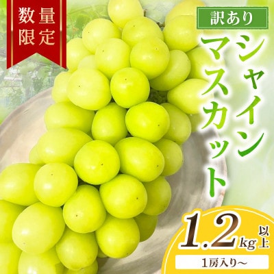 【先行予約/数量限定】訳ありシャインマスカット 1.2kg以上(1房入り〜)(9月より順次発送)
