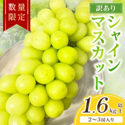 【先行予約/数量限定】訳ありシャインマスカット 1.6kg以上(2～3房入り)(9月より順次発送)