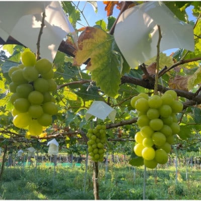 【先行予約/数量限定】訳ありシャインマスカット 1.4kg以上(2～3房入り)(9月より順次発送)