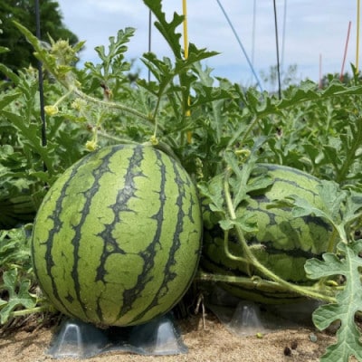 【先行予約/数量限定】小玉スイカ 姫甘泉2玉(2026年7月中旬～順次発送)