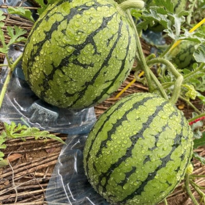 【先行予約/数量限定】小玉スイカ 姫甘泉2玉(2026年7月中旬～順次発送)