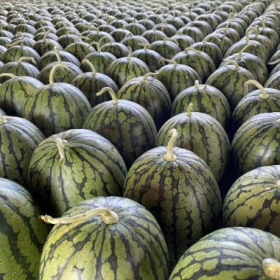 【先行予約/数量限定】小玉スイカ 姫甘泉2玉(2026年7月中旬～順次発送)