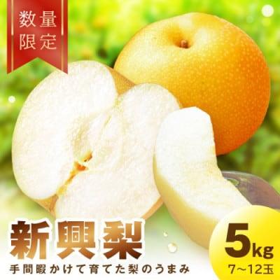 【先行予約/数量限定】新興梨　5kg(2026年10月中旬～順次発送)