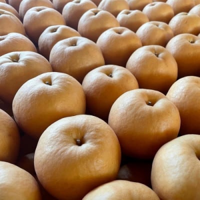 【先行予約/数量限定】訳あり 新興梨　5kg(2026年10月中旬～順次発送)