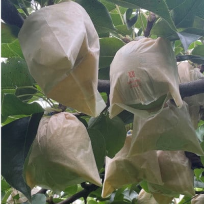 【先行予約/数量限定】廿世紀梨　5kg(2026年9月上旬～順次発送)