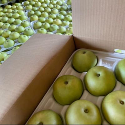 【先行予約/数量限定】訳あり 廿世紀梨 3kg(2026年9月上旬～順次発送)