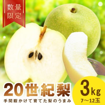 【先行予約/数量限定】廿世紀梨 3kg(2026年9月上旬～順次発送)