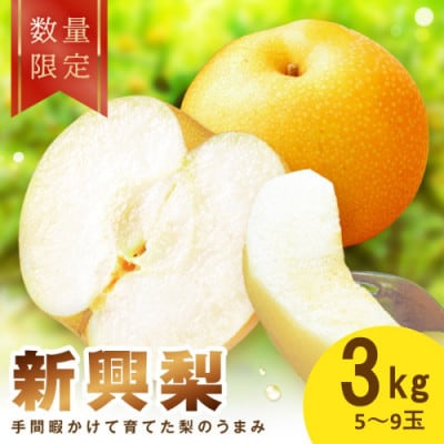 【先行予約/数量限定】新興梨 3kg(2026年10月中旬～順次発送)
