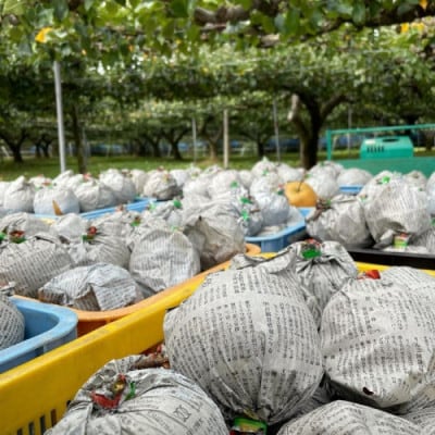 【先行予約/数量限定】訳あり 新興梨 3kg(2026年10月中旬～順次発送)