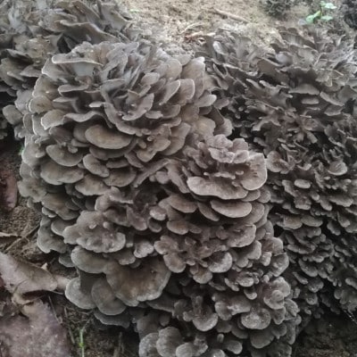 京丹後市産 原木マイタケほだ木 派生品セット(3袋)