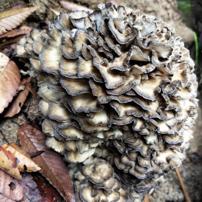 京丹後市産 原木マイタケほだ木 派生品セット(3袋)