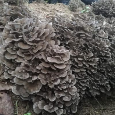 京丹後市産 原木マイタケほだ木 派生品セット(3袋)