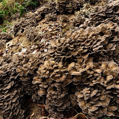 京丹後市産 原木マイタケほだ木 派生品セット(3袋)