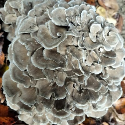 京丹後市産 原木マイタケほだ木 派生品セット(3袋)