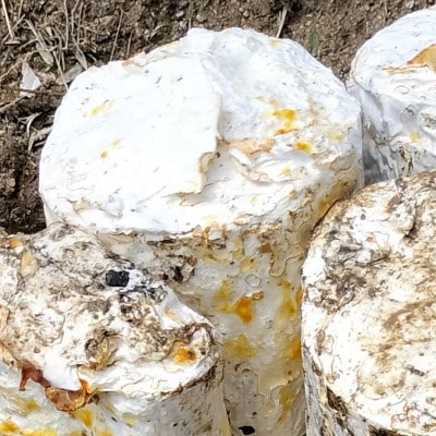 京丹後市産 原木マイタケほだ木 派生品セット(3袋)