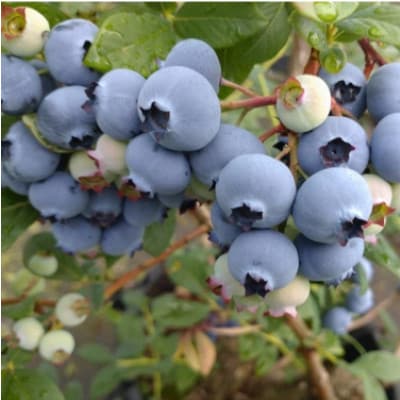 国産ブルーベリーピューレ　栽培期間中農薬不使用(3瓶)