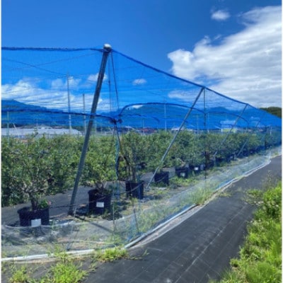 国産ブルーベリーピューレ　栽培期間中農薬不使用(3瓶)