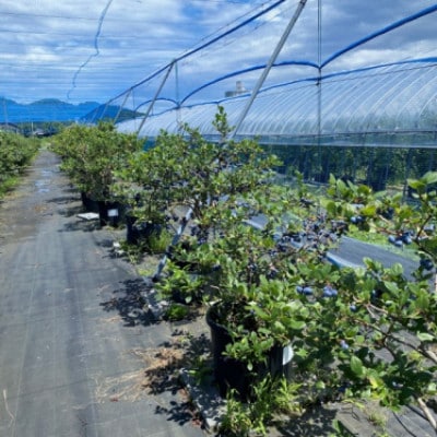 国産ブルーベリーピューレ　栽培期間中農薬不使用(3瓶)