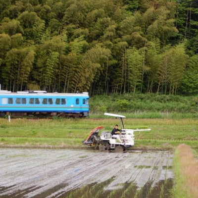 京都・網野郷産 特別栽培米コシヒカリ 玄米10kg  京のプレミアム米「最高金賞」受賞