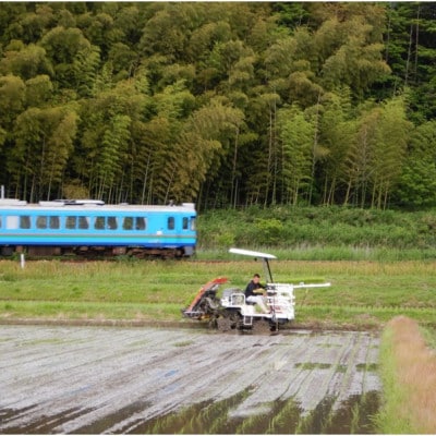京都・網野郷産 特別栽培米コシヒカリ 精米5kg  京のプレミアム米「最高金賞」受賞