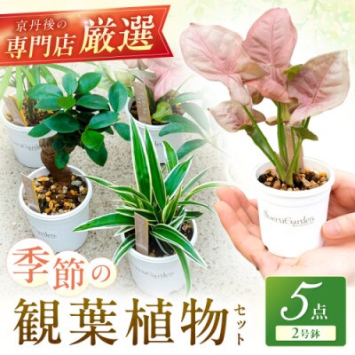 京都・京丹後の専門店が厳選!観葉植物5点セット　2号鉢　癒しと彩りのグリーン便　プレゼントにも♪
