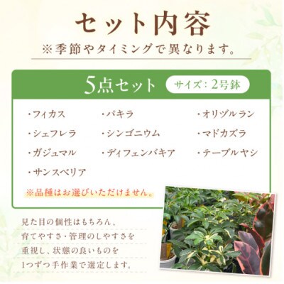 京都・京丹後の専門店が厳選!観葉植物5点セット　2号鉢　癒しと彩りのグリーン便　プレゼントにも♪