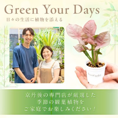 京都・京丹後の専門店が厳選!観葉植物5点セット　2号鉢　癒しと彩りのグリーン便　プレゼントにも♪