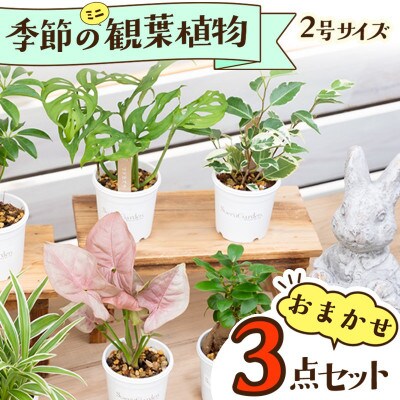 2026年4月上旬～順次発送|観葉植物お試し3点セット|京都・京丹後の専門店が選ぶはじめてのグリーン