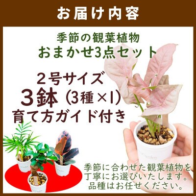 2026年4月上旬～順次発送|観葉植物お試し3点セット|京都・京丹後の専門店が選ぶはじめてのグリーン