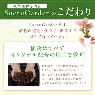 観葉植物お試し3点セット　2号鉢　京都・京丹後の専門店が選ぶはじめてのグリーン　プレゼントにも♪