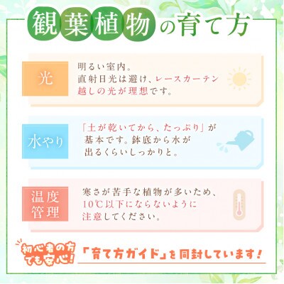 観葉植物お試し3点セット　2号鉢　京都・京丹後の専門店が選ぶはじめてのグリーン　プレゼントにも♪