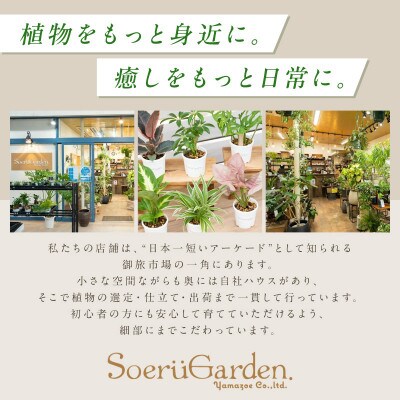 観葉植物お試し3点セット　2号鉢　京都・京丹後の専門店が選ぶはじめてのグリーン　プレゼントにも♪