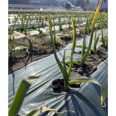 Mサイズ以上お約束!青森県階上町産にんにく1kg入