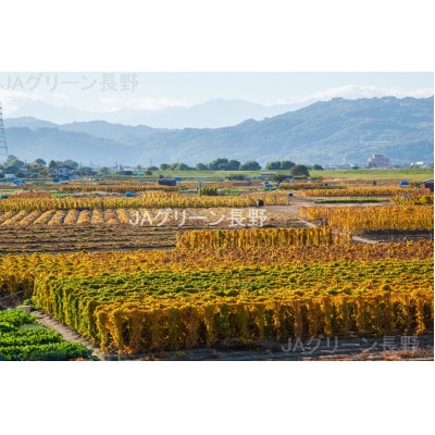 【先行受付】JAグリーン長野　松代産　長芋　10kg(5～8本)　贈答用