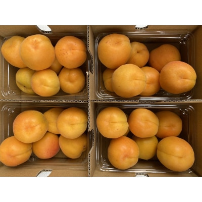 【先行受付】JAグリーン長野　あんず　500g×4パック