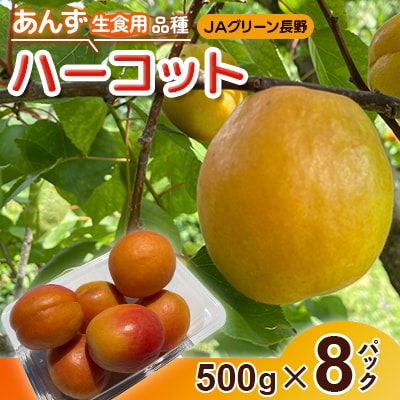 【先行受付】JAグリーン長野　あんず　生食用品種　ハーコット　500g×8パック