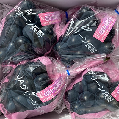 【先行受付】JAグリーン長野　ナガノパープル　4房(計約2kg)　8月下旬より順次発送