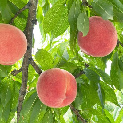 【先行受付】JAグリーン長野 桃 5kg(12～16玉) 訳あり家庭用 品種お任せ