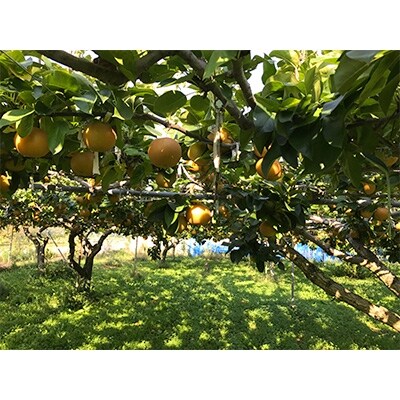 信州産 梨 南水 約5kg(10~16玉前後) 等級A ギフト用