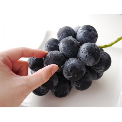 ナガノパープル(特秀)2房