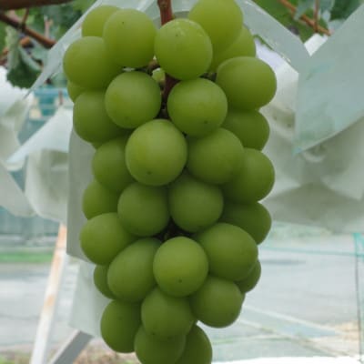 �V���C���}�X�J�b�g(���G)2�[