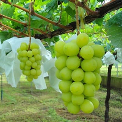 シャインマスカット(特秀)2房