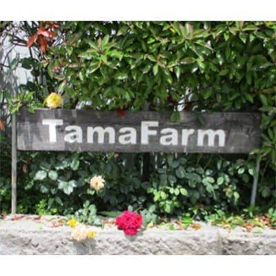 シャインマスカット(特秀)2房