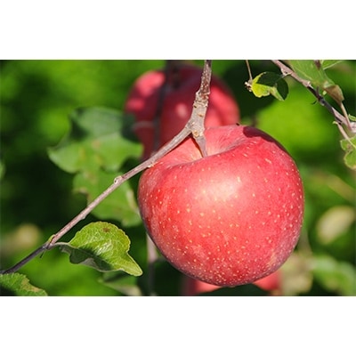 【先行受付】無袋栽培の信州産サンふじ5kg(贈呈用)