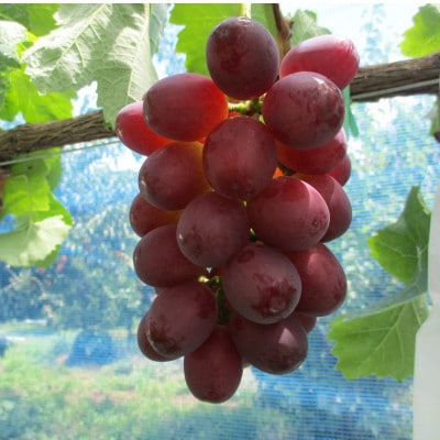 【9月中旬より順次発送】クイーンルージュ(特秀) 2房