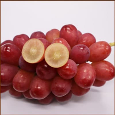 【9月中旬より順次発送】クイーンルージュ(特秀) 2房