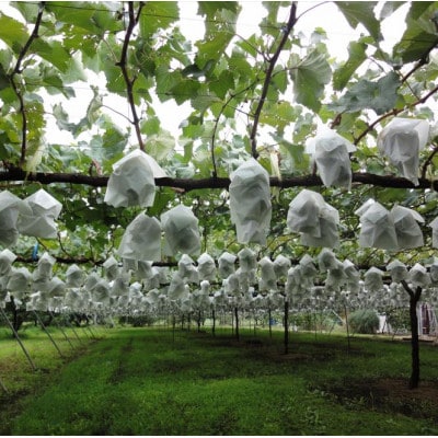 【9月中旬より順次発送】クイーンルージュ(特秀) 2房