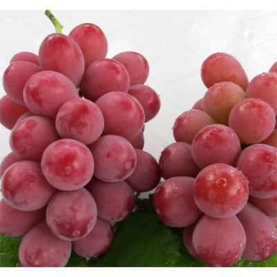 【9月中旬より順次発送】クイーンニーナ(特秀)  2房