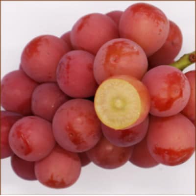 【9月中旬より順次発送】クイーンニーナ(特秀)  2房