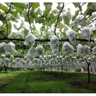 【9月中旬より順次発送】クイーンニーナ(特秀)  2房